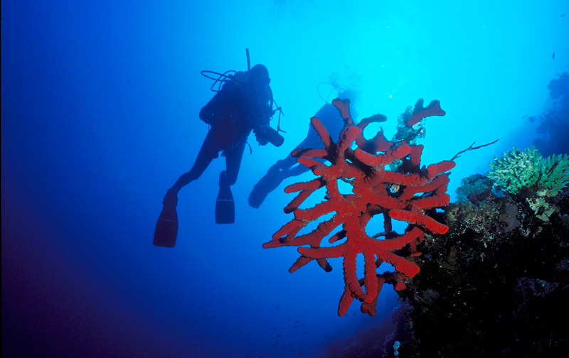 divers and red sponge
