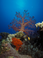 Softcorals