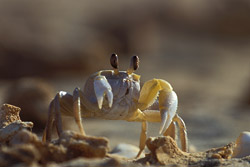 crab