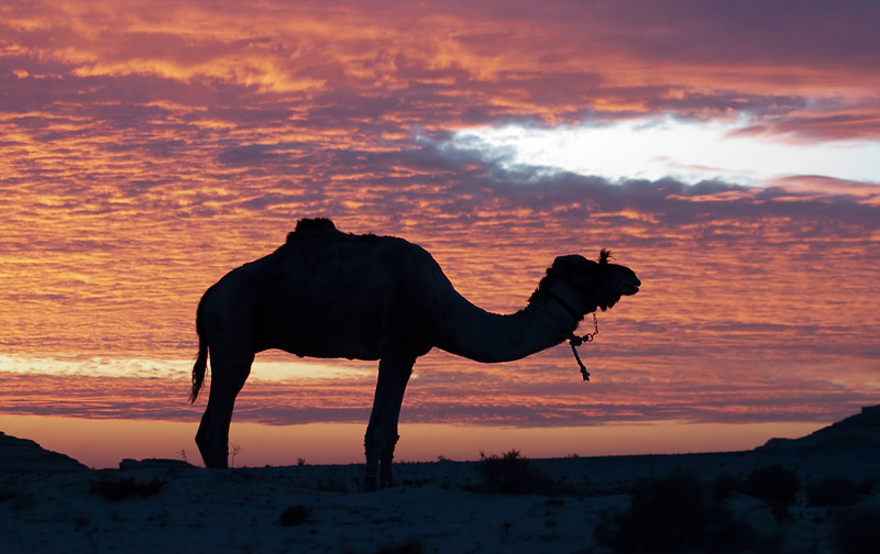 Camel and sunset