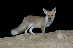 Desert fox