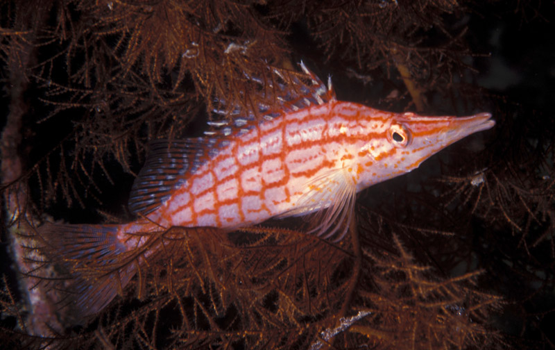 Longnose hawkfish